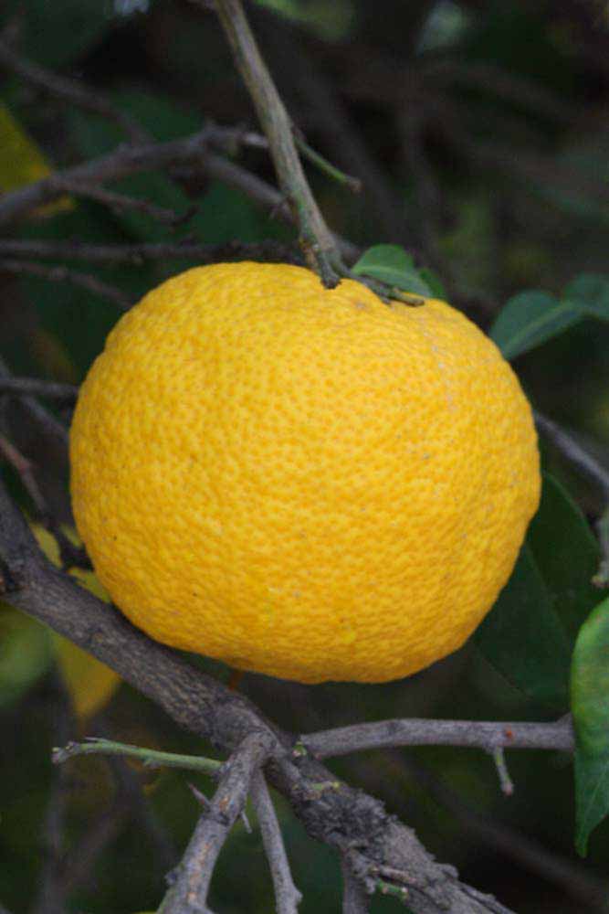              Fruit of  Citrus junos          (Yuzu, Riverside, CA)       